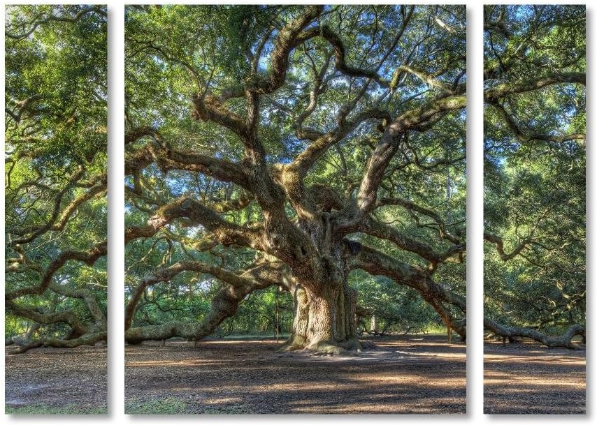 Trademark Fine Art PL0001-3PC-SET-LG Angel Oak Charleston by Pierre Leclerc Décor, Large