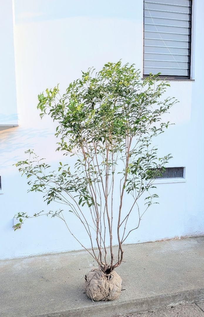 山採り厳選。流れ枝アセビ。 20 山採り アセビ 【公式通販】