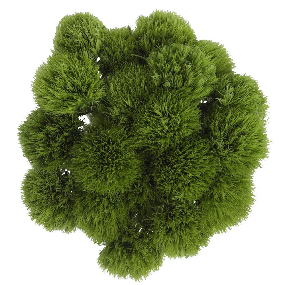 GlobalRose Exotic Ball Green Flowers - 125 Green Flowers Wholesale