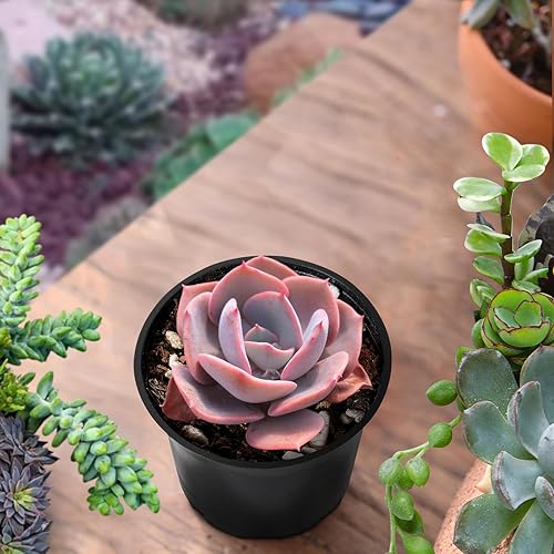Miniatura 5 de Sprout N Green Live Echeveria 'Dusty Rose', paquete de 1 mini planta suculenta rara totalmente enraizada en maceta de 4 pulgadas, planta de casa
