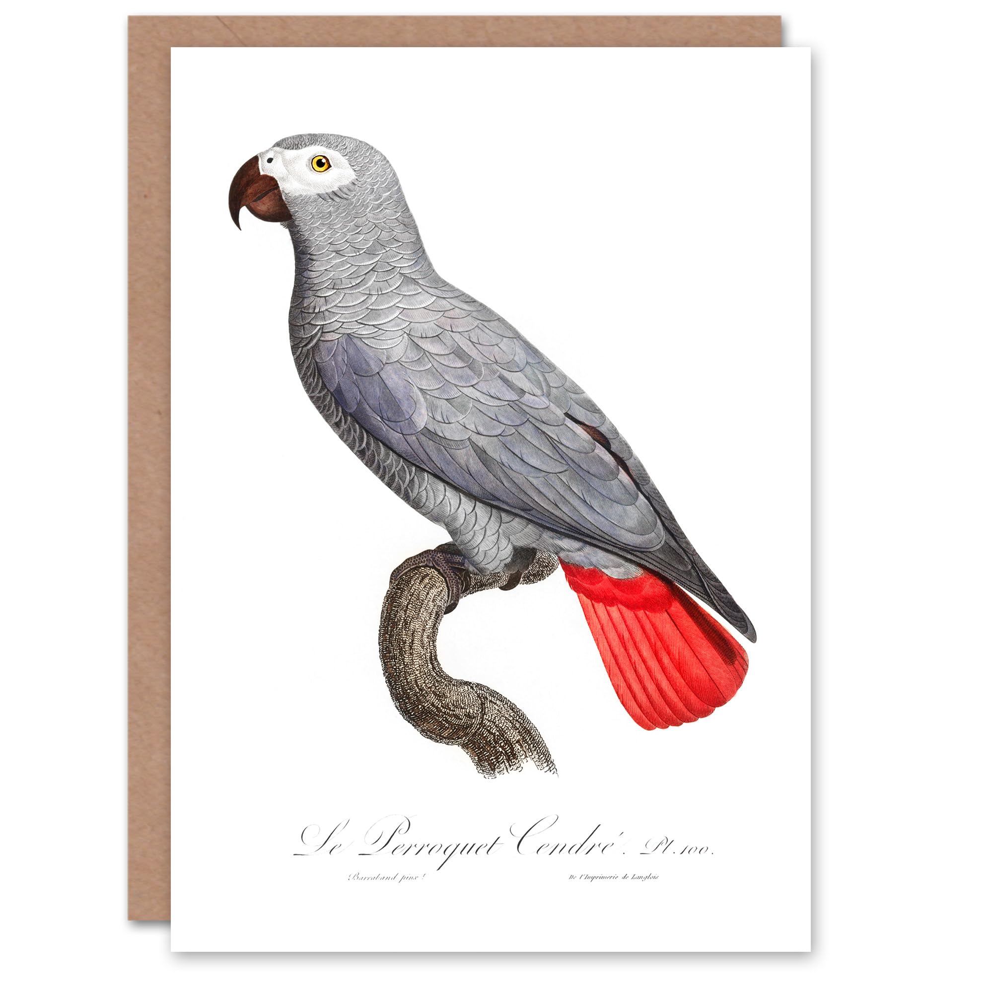 Artery8 - Greeting Card - Francois Levaillant Art - Psittacus Erithacus - Grey Parrot