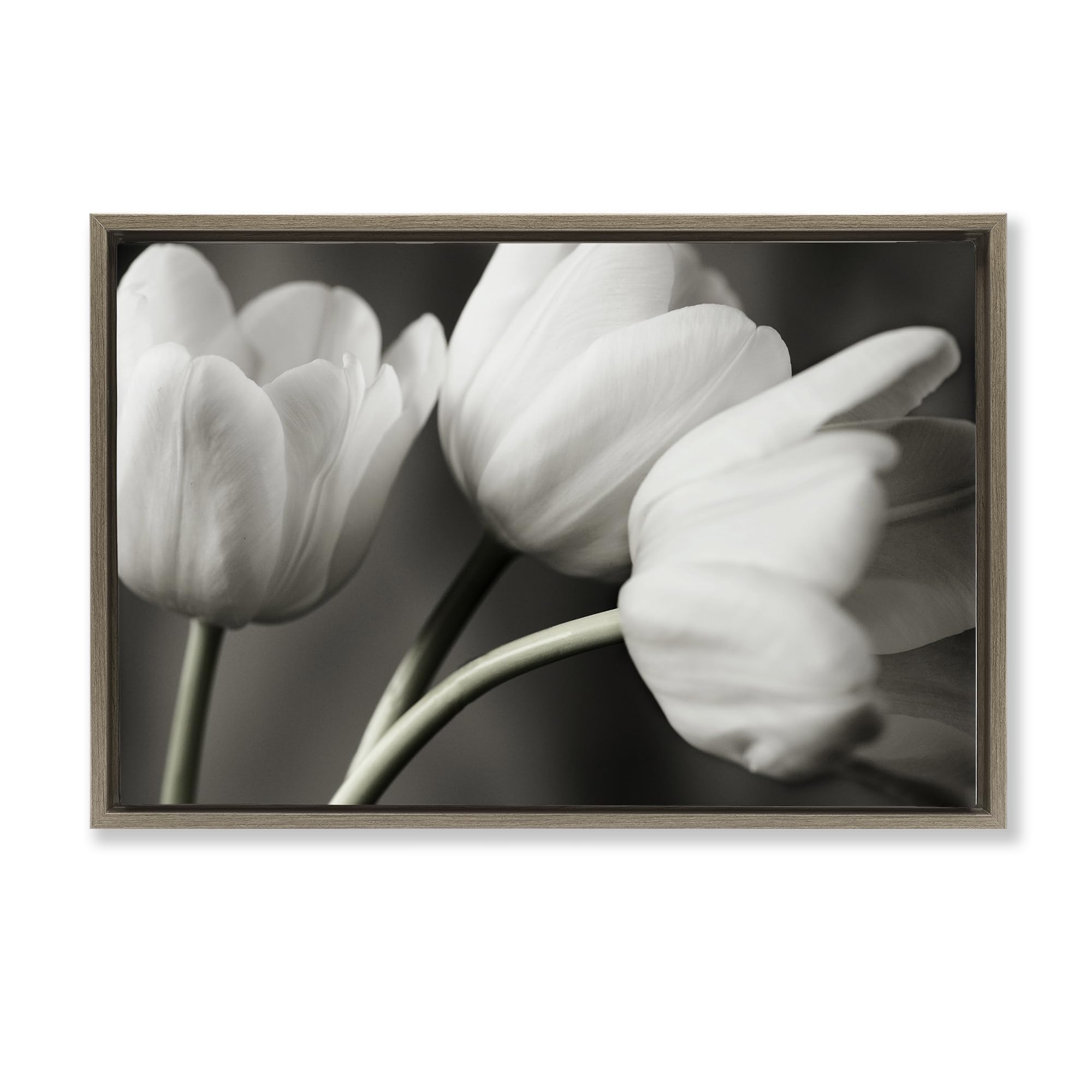 Stupell Industries Montalcino Elm (Textured) 'Row Of Monochrome Tulips'| Floating Frame Canvas Art