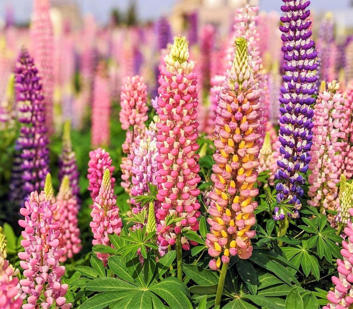 TomorrowSeeds - Russell Mix Lupine Seeds - 20000+ Count - for 2026 Planting Lupinus Rainbow Lupin Large Leaf Bluebonnet Cold Hardy Perennial USA Garden Flower Grow Your Own Home Farm Patio Healthy