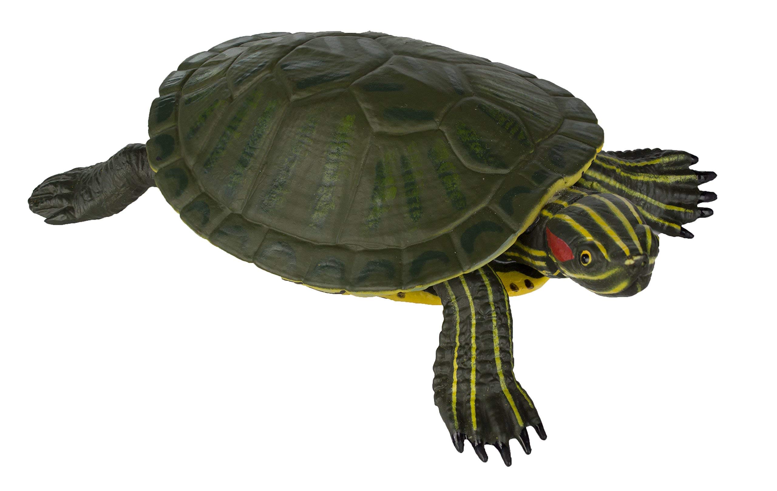 red eared slider turtle pet