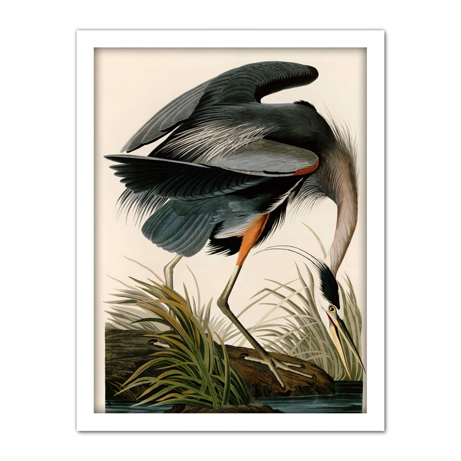 Artery8 Audubon Birds Great Blue Heron Painting Artwork Framed Wall Art Print 18X24 Inch