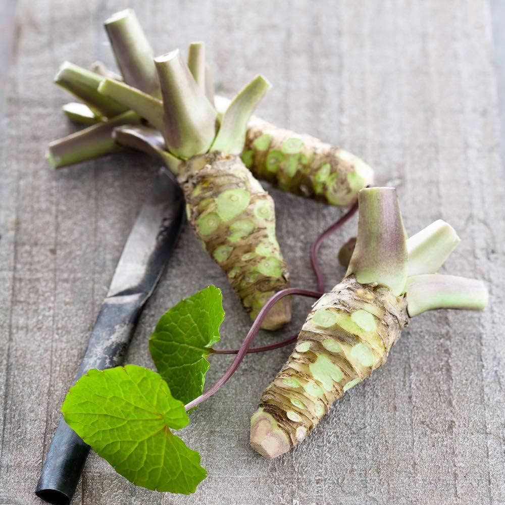 Grow Your own Wasabi 3 Plants in 9cm pots Vegetable