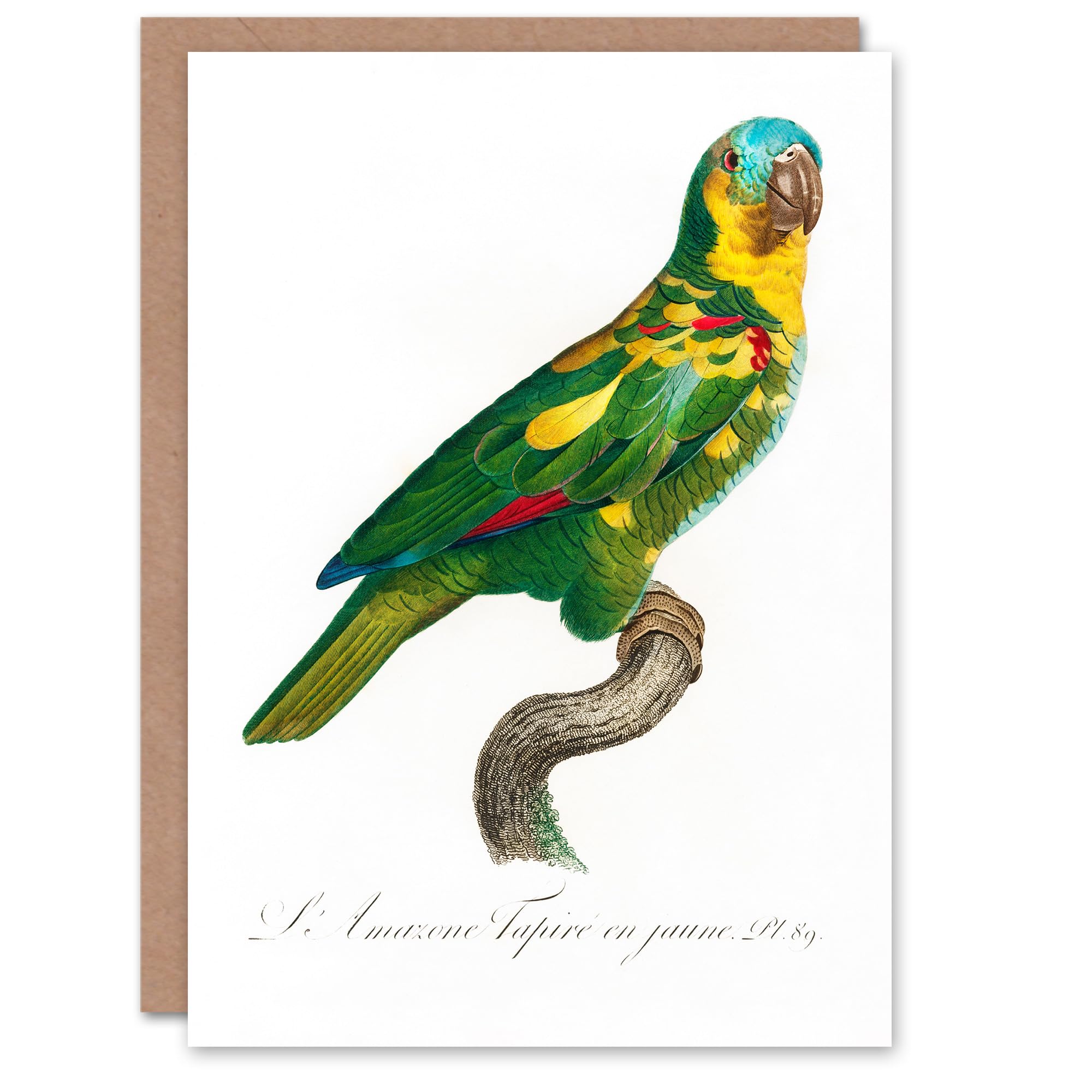 Artery8 Francois Levaillant Art Card The Turquoise Fronted Amazon Parrot