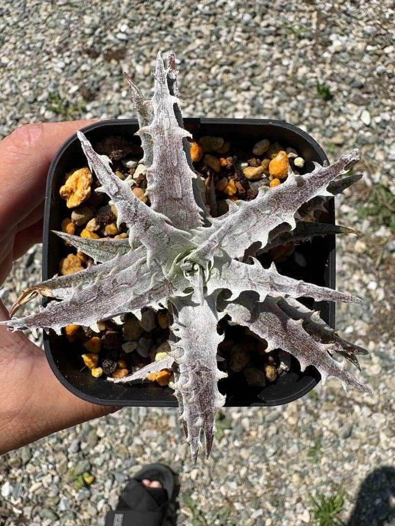 ディッキア シルバーフォックス　Dyckia silverfox hybrid ディッキア シルバーフォックス Dyckia silverfox hybrid