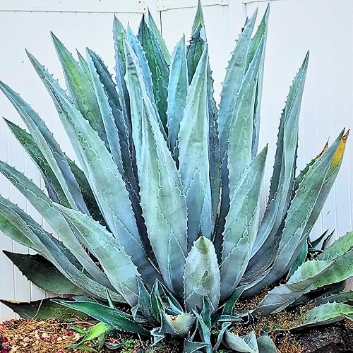 Miniatura 4 de Planta de agave azul, planta suculenta viva de agave azul, bajo mantenimiento, 1.5-2 pies de alto en maceta de 3 galones para plantar