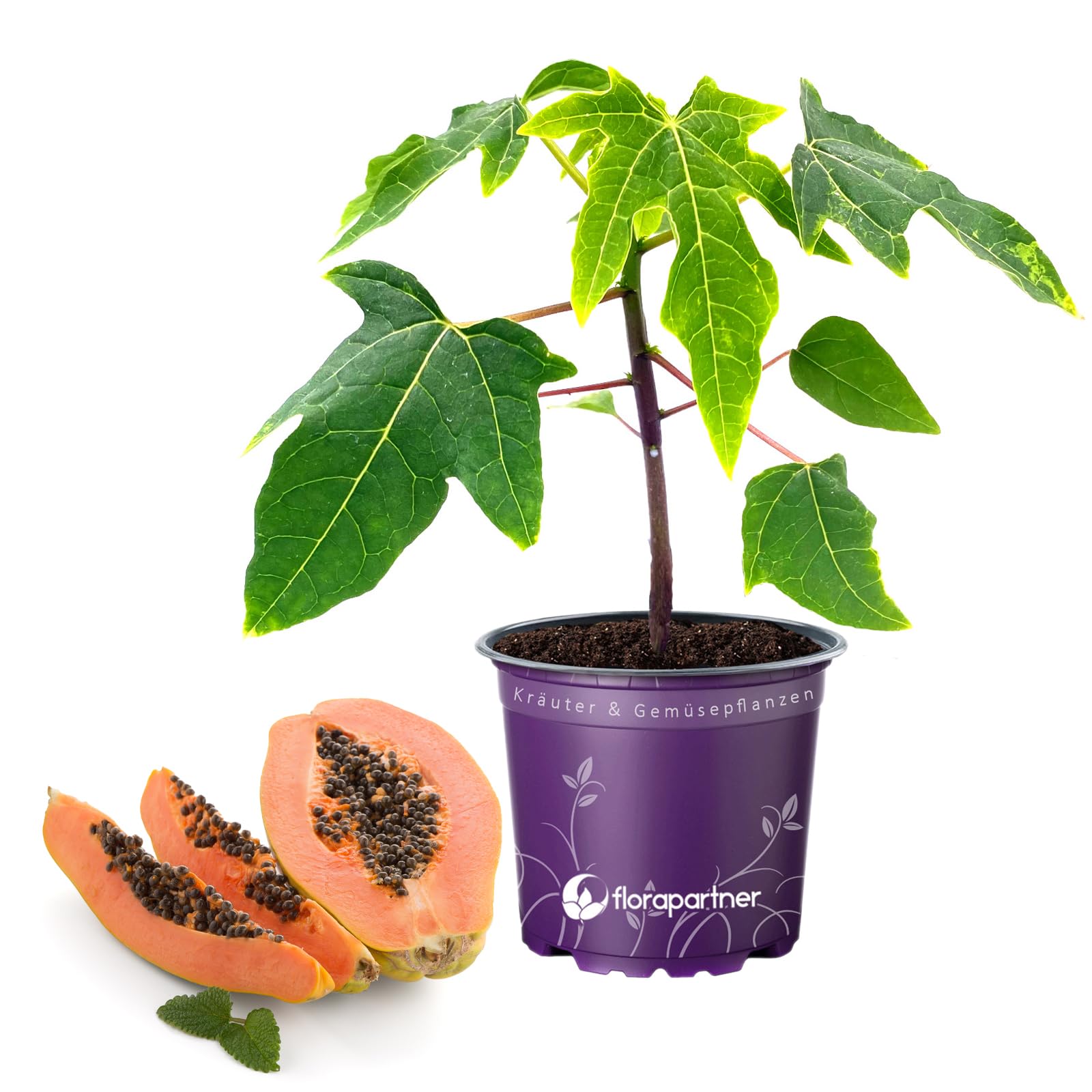 Papaya "Sunnybees" Carrica-papaya