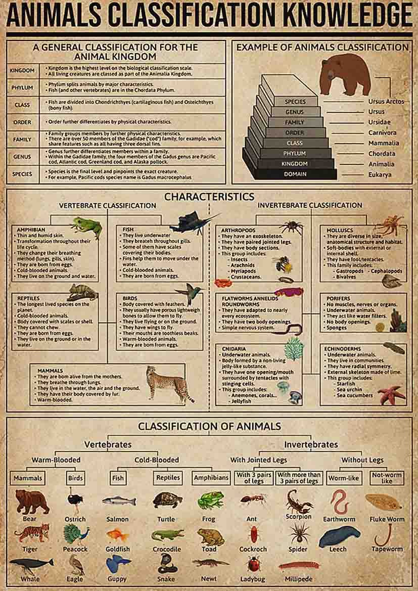 ARA STEP Vintage Knowledge Posters Animals Kitchen Wall Decor Prints UNFRAMED (297 x 420 mm / 11.7 x 16.5 inches, Animals Classification Knowledge)