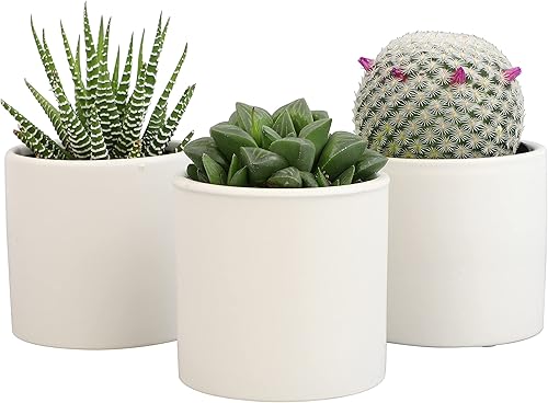 Vista 12 de Plants for Pets - Set de plantas suculentas vivas en macetas (paquete de 3), plantas suculentas de cactus vivas, plantas de interior, regalos