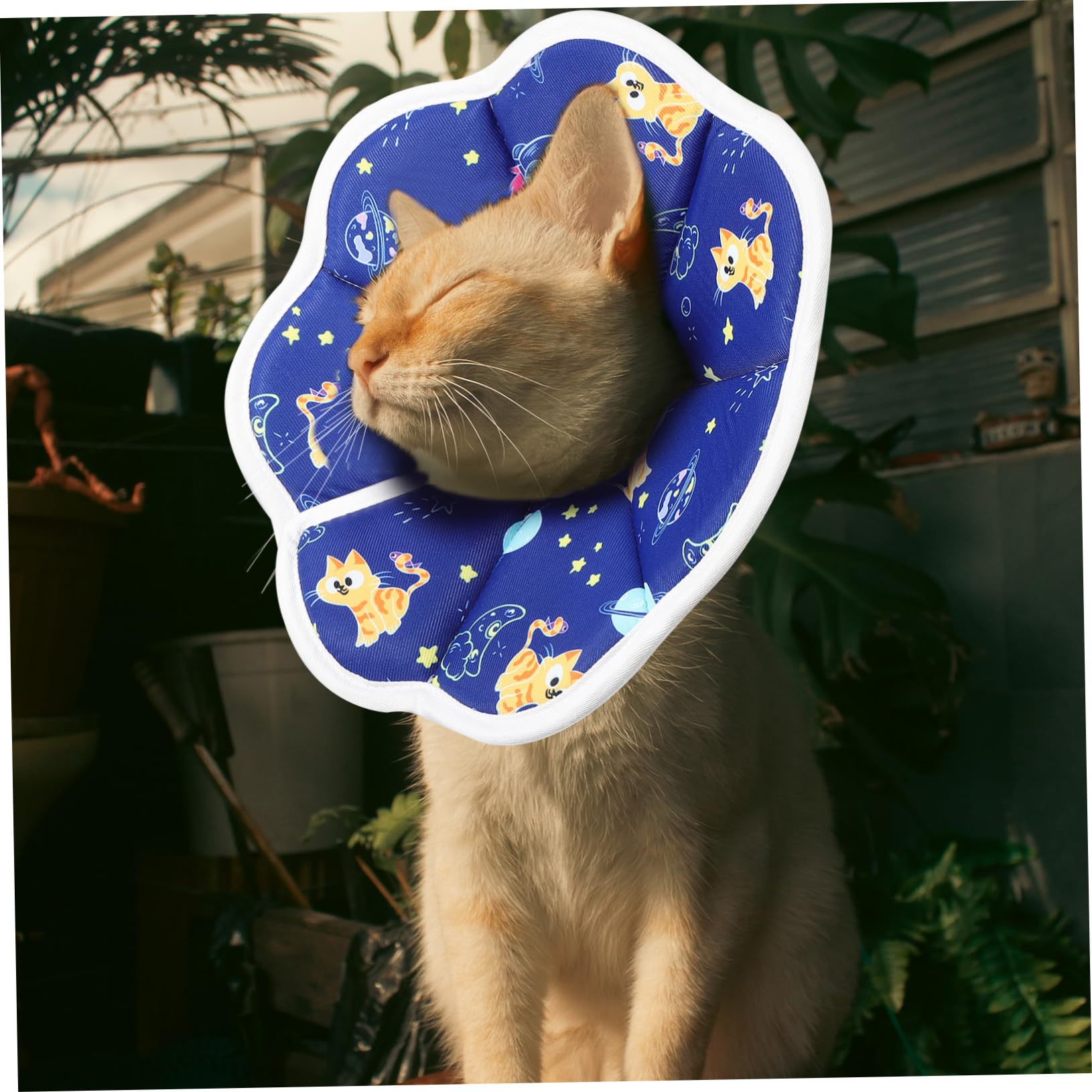4 Pz coni per gatti dopo l'intervento da compagnia elisabettiano collare per il recupero del gatto collarino cane cucciolo collarini gattini gattino spugna POPETPOP