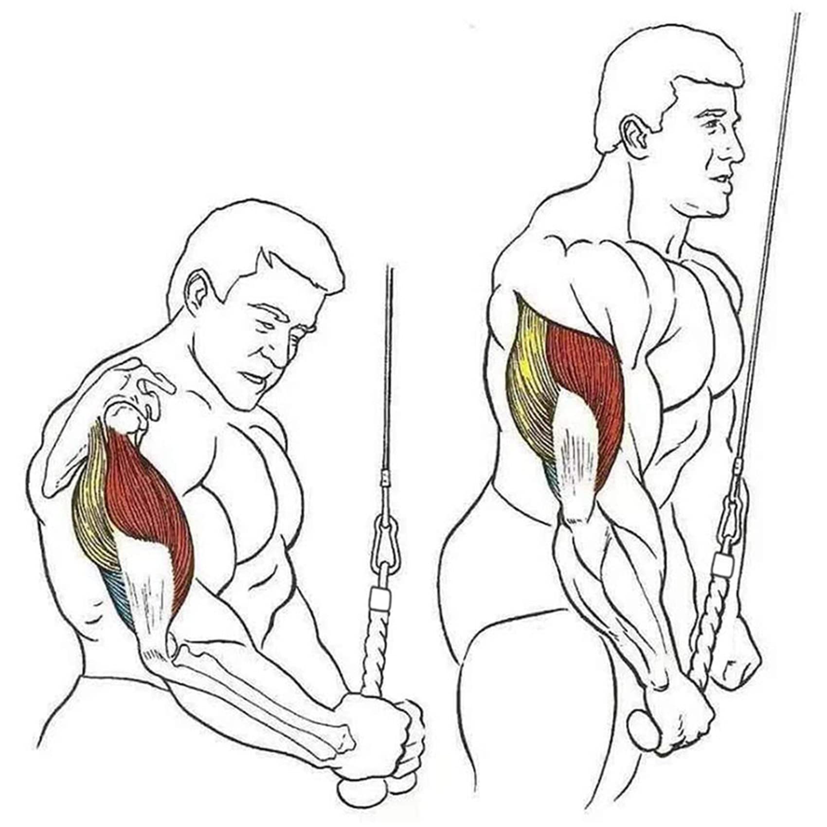 Corde Triceps Simple Avec Mousqueton – Nylon, 35 Cm, Extrémités Caoutchouc, Pour Machine à Câble, Musculation