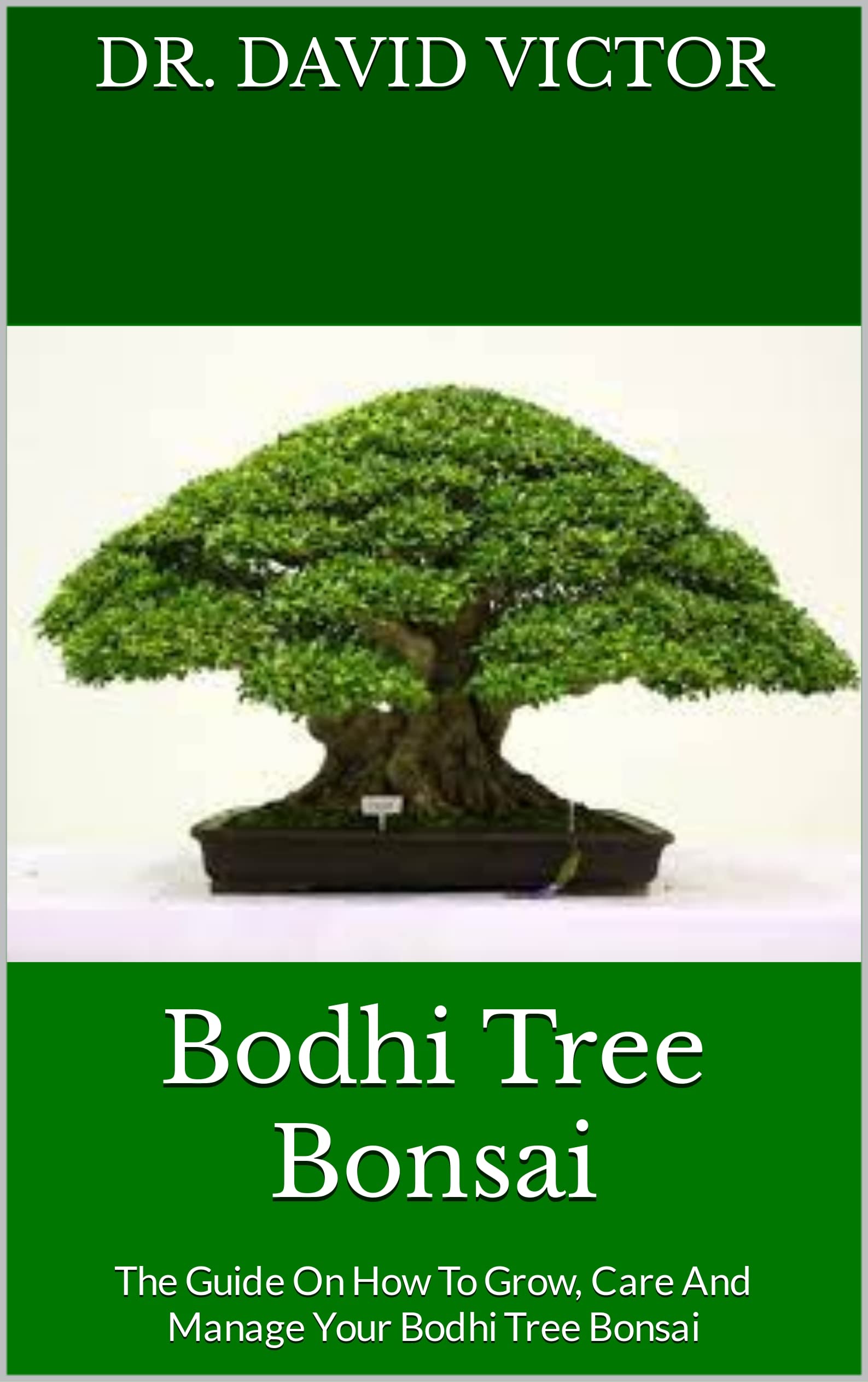 Buy Bodhi Tree Bonsai The Guide On How To Grow, Care And Manage Your