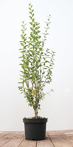 Ligustrum vulgare 'Atrovirens' 60–100 cm – Winterhart, Mehrjährig, Pflegeleicht –