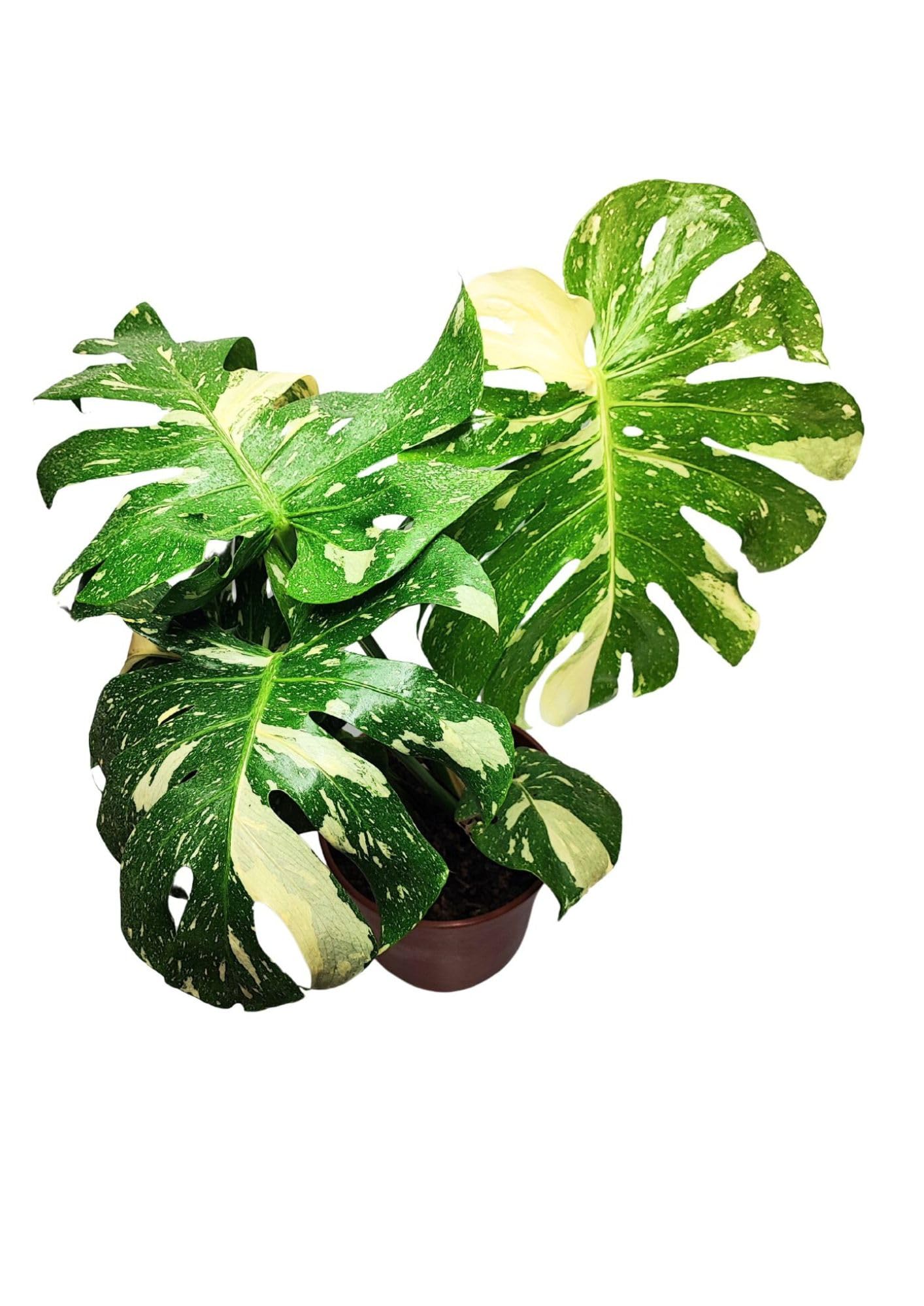 I GIARDINI DI GIULIA - Monstera Thai Constellation | Pianta rara ed esotica | Foglie variegate uniche | Vaso diametro 19 cm | Facile cura e longevità, Verde con parti bianche, Pianta da collezione
