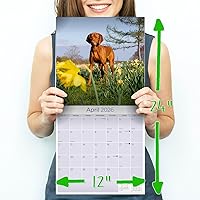 Vista 925 de Razas de Perros 2017