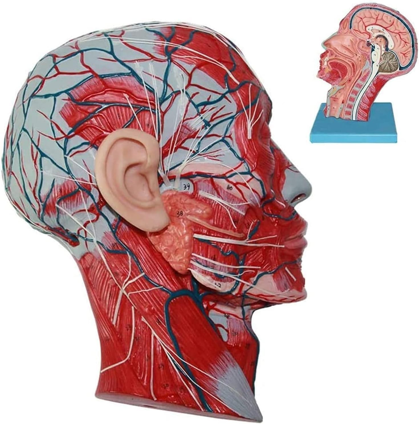 GTHTUHFD Life-Size Models, Skulls, Human Brain And Neck Muscle, Vascular, Medical- Teaching Models,