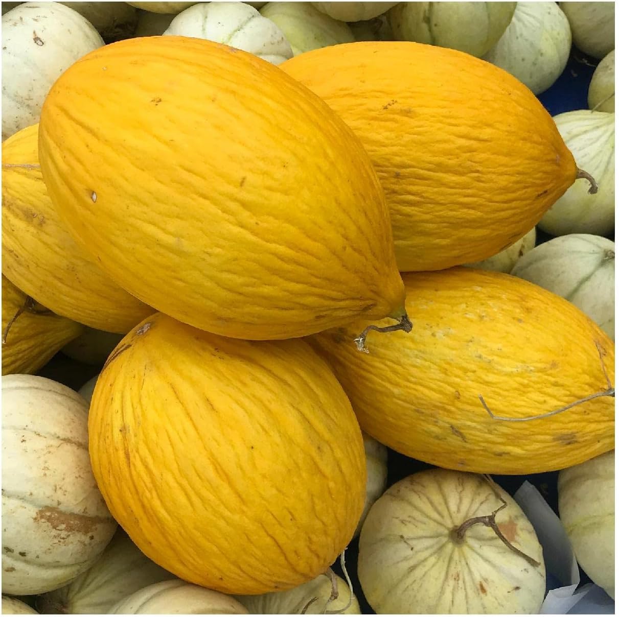 Everwilde Farms - 1 Lb Crenshaw Melon Seeds - Gold Vault