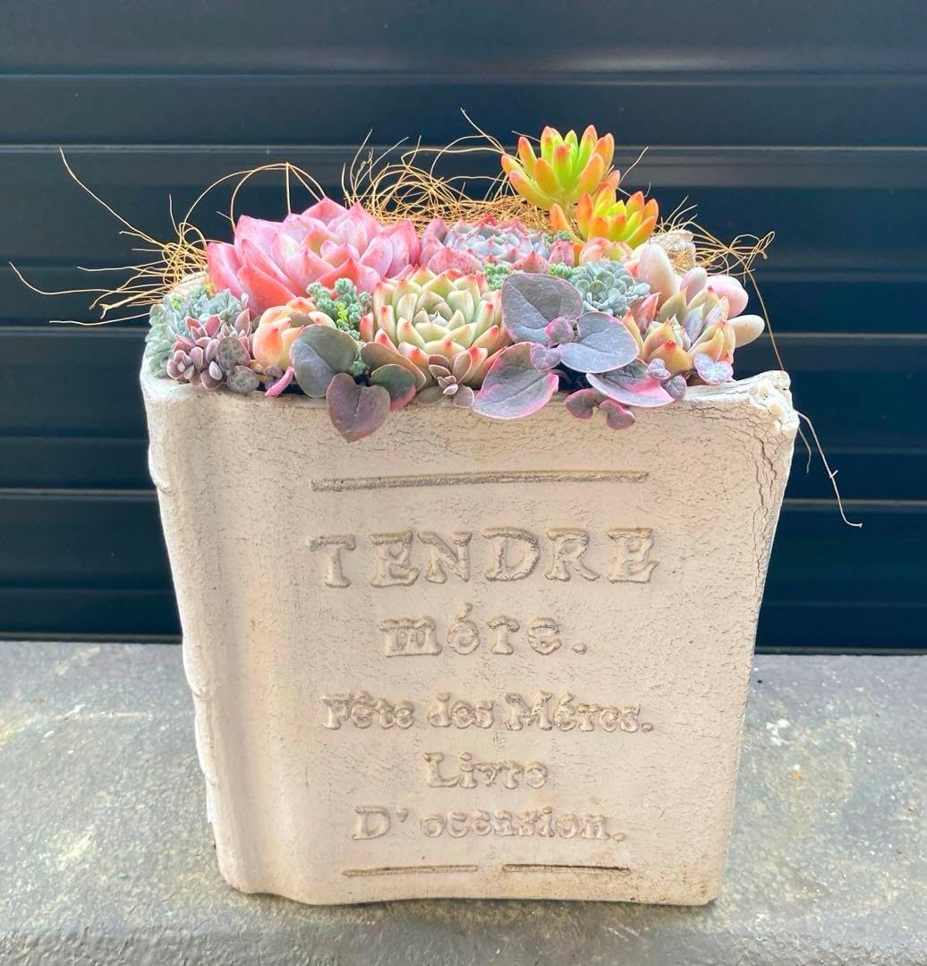 Lost SHONAN WARRIOR ショーナン ウォーリア SHONAN WARRIOR | Luvsurf