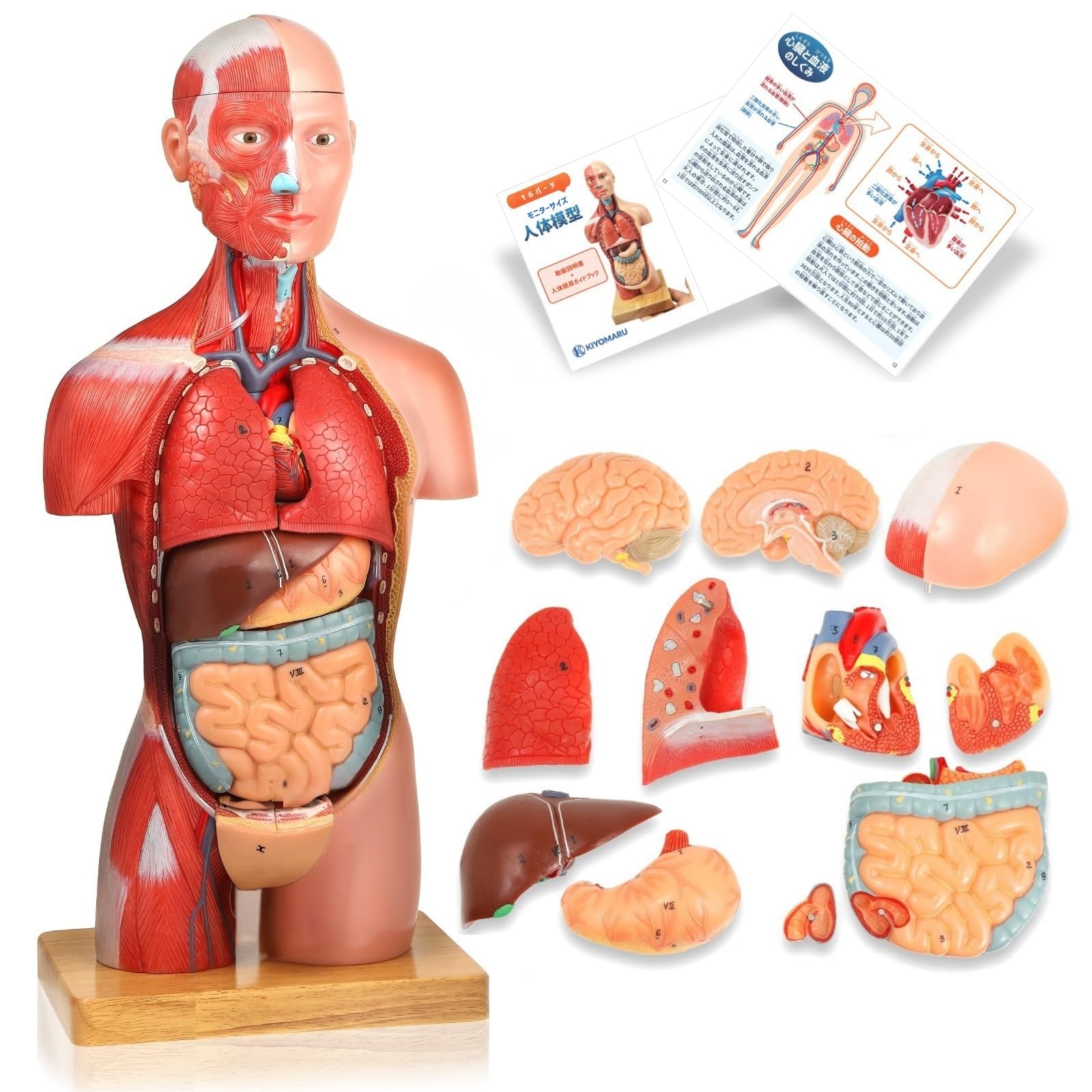心臓　模型　中村　nakamura 学校備品　理科　病院　接骨院　整体　カイロ 心臓模型中村nakamura 学校備品理科病院接骨院整体カイロ