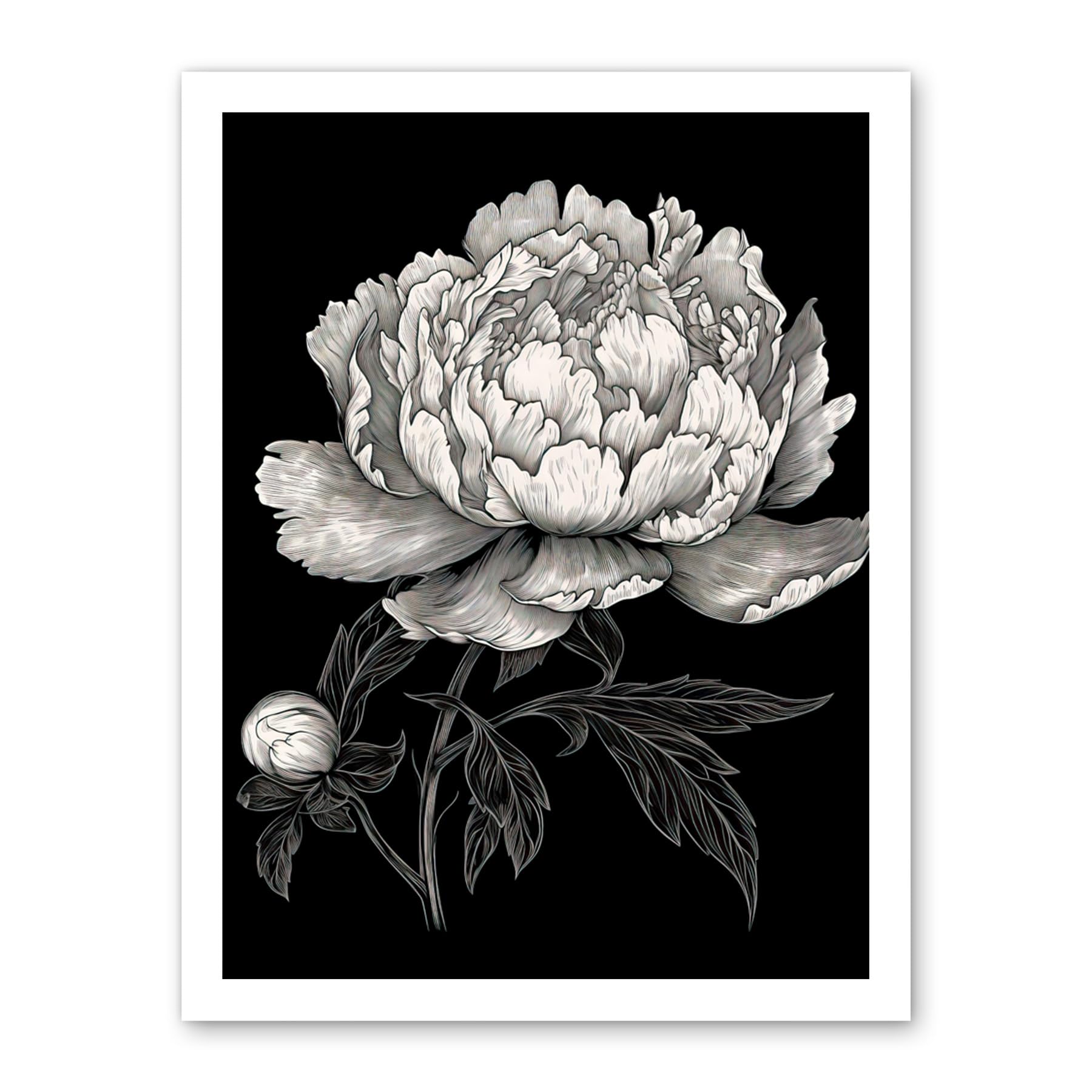 Artery8 A Peony Flower Bloom Black and White Blind Contour Artwork Framed Wall Art Print 18X24 Inch