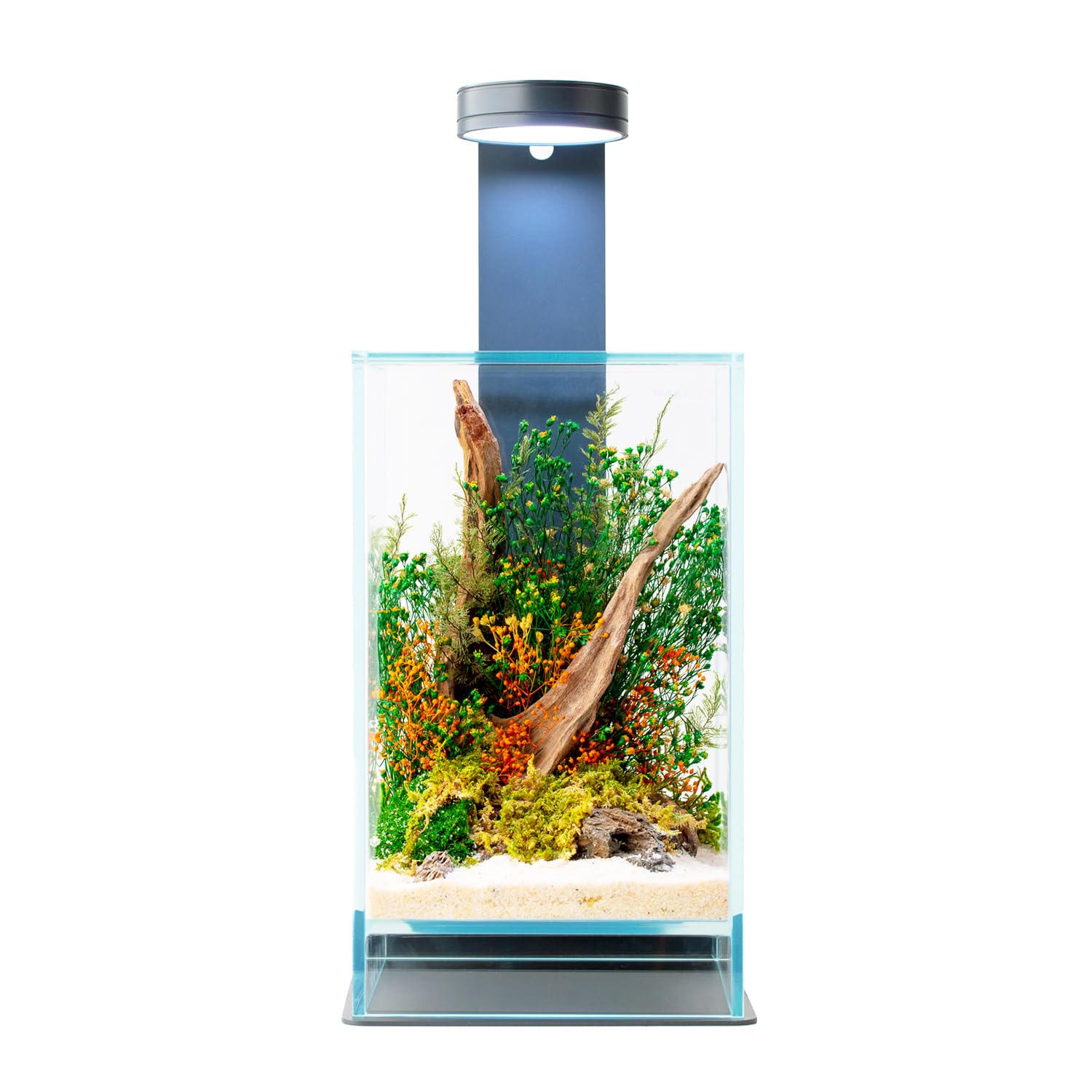 Terrario Stabilizzato Sparoza in Vetro Extrachiaro, Completo di luce e supporto, Fiori Stabilizzati Arredo Naturale Elegante Senza Manutenzione per Casa, Ufficio e Idee Regalo Green
