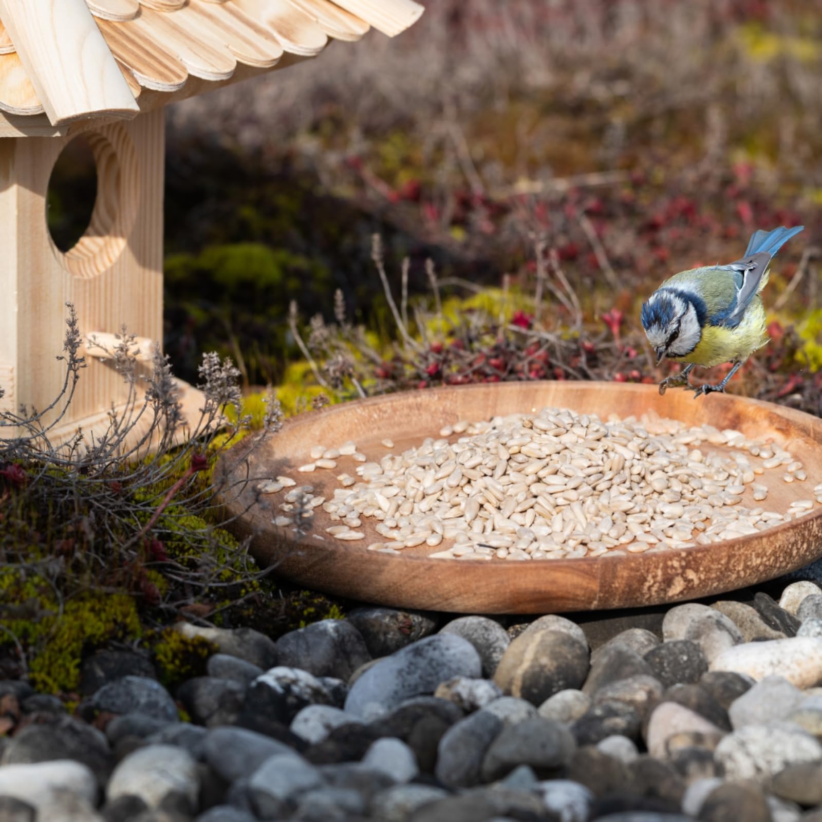 Lyra Pet® 25 kg Sonnenblumenkerne geschält Vogelfutter Wildvögel | Ganzjähriges Wildvogelfutter - Ideal für Jungtiere - Wertvolles Streufutter - Energiespender ohne Schale - Sommer und Winter