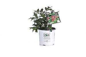1 Gal. Sonic Bloom Red Reblooming Weigela Live Shrub