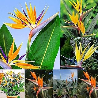 Amazonfr Rois Et Reine Voir Aussi Les Articles Sans