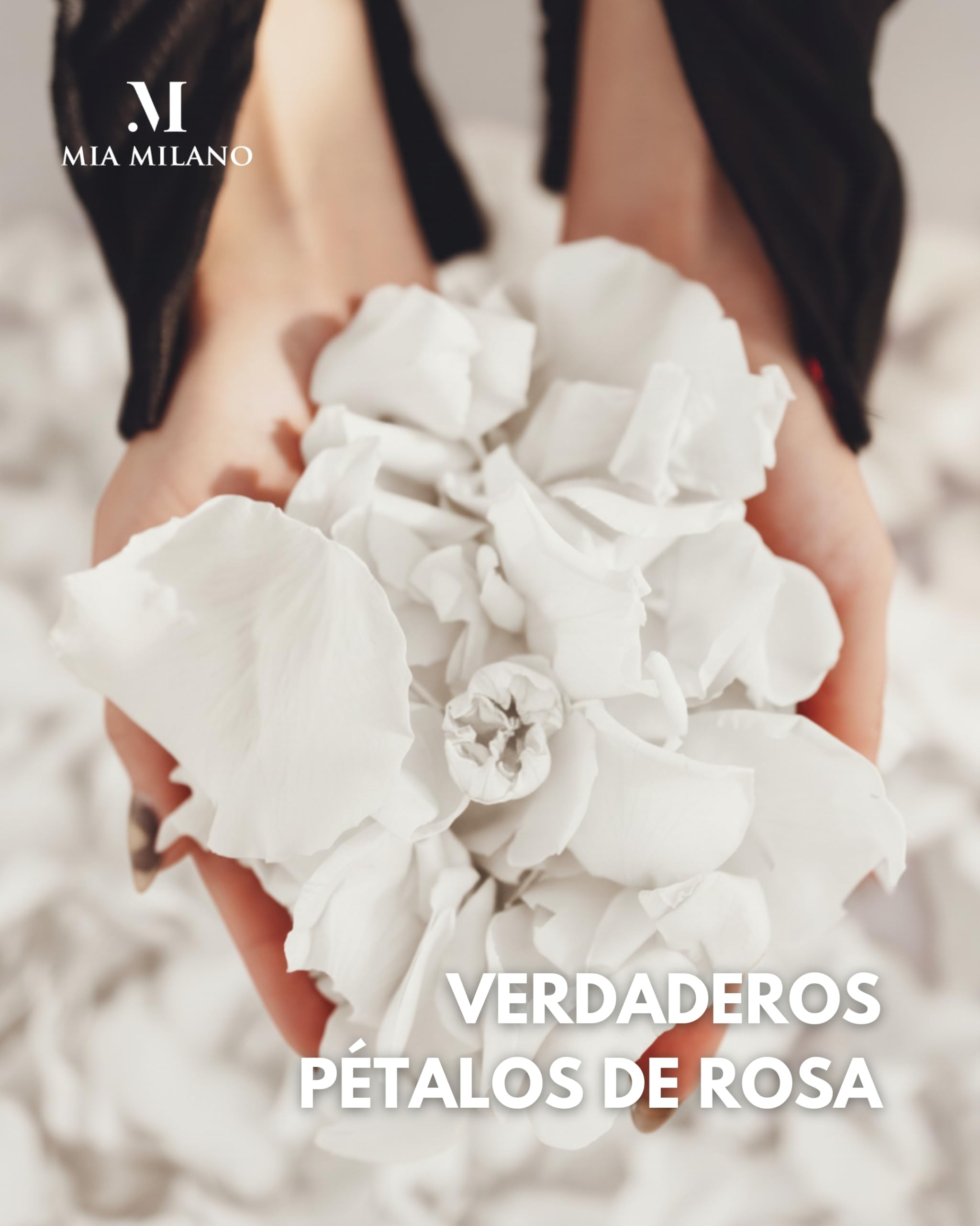 Mia Milano Pétalos de Rosa Auténticos I Pétalos de Rosa Deco de Rosas Infinitas I Regalo San Valentin I Flores de Rosas Auténticas en Caja de Regalo (Blanco, 150g)