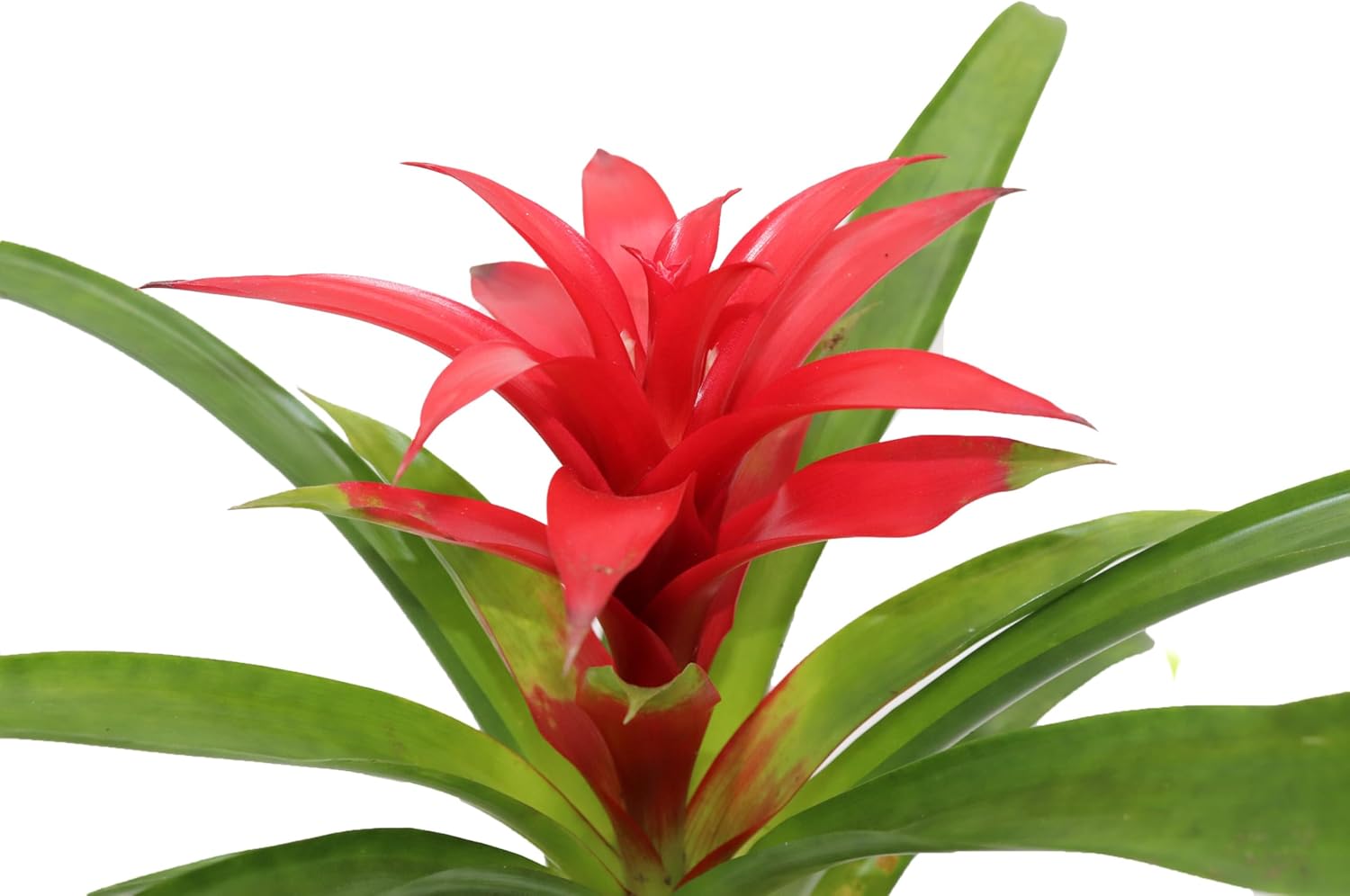 Bromeliad Red or Orange -4'' from California Tropicals