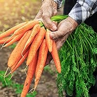 Vista 5 de The Old Farmer's Almanac Heirloom Carrot Seeds (Tendersweet) - Approx 2600 Seeds - Non-GMO, Open Pollinated