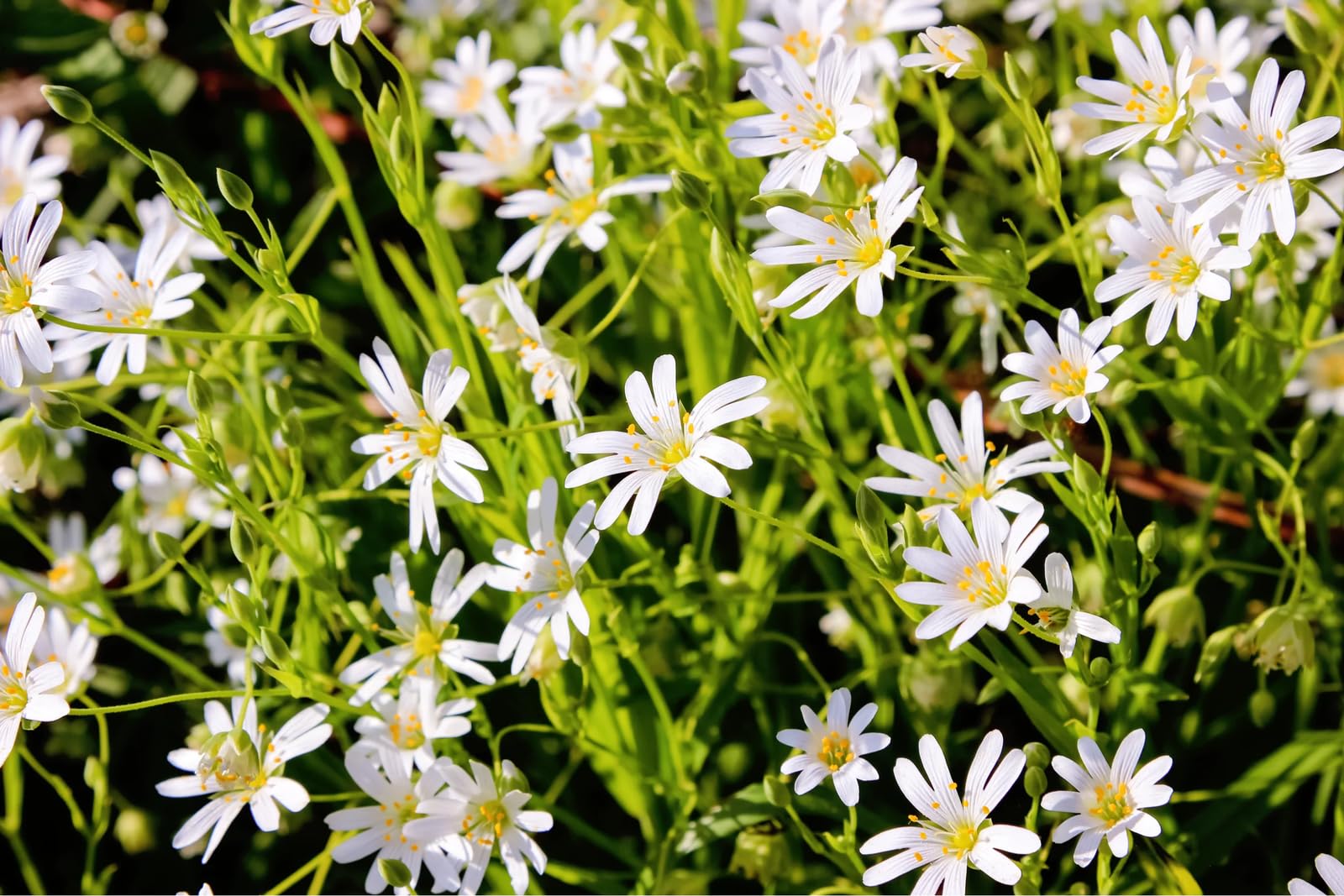 50 Seeds Organic Chickweed Stellaria Media Starwort Stitchwort White Flower Herb jodcw (Seeds)