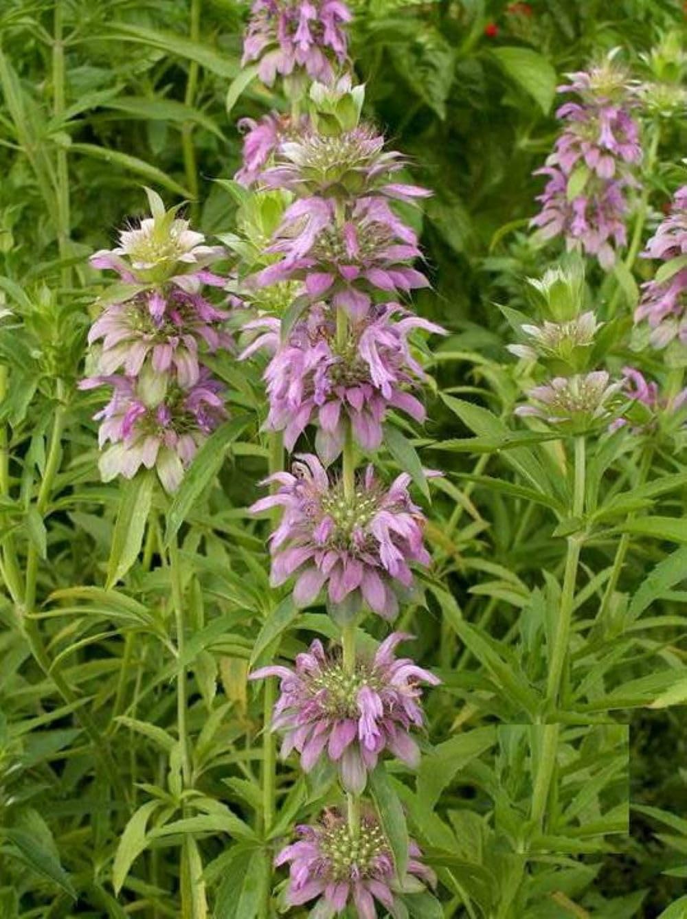 Lemon Mint Seeds - Monarda citriodora - 2K Seeds, 1 Gram - B65