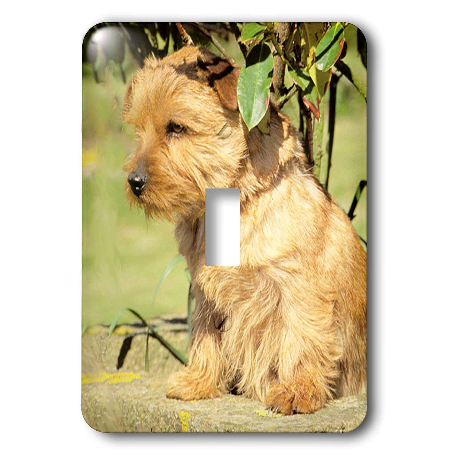 Norfolk Terrier interrupteur à bascule simple 3dRose lsp_493_1 chien