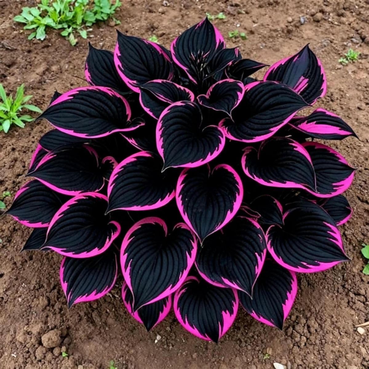 Rare Hosta Bulbs UK, Hostas Rhizome for Planting, Hardy Perennial, Excellent Display, Natural Organic-10 Bulbs-A
