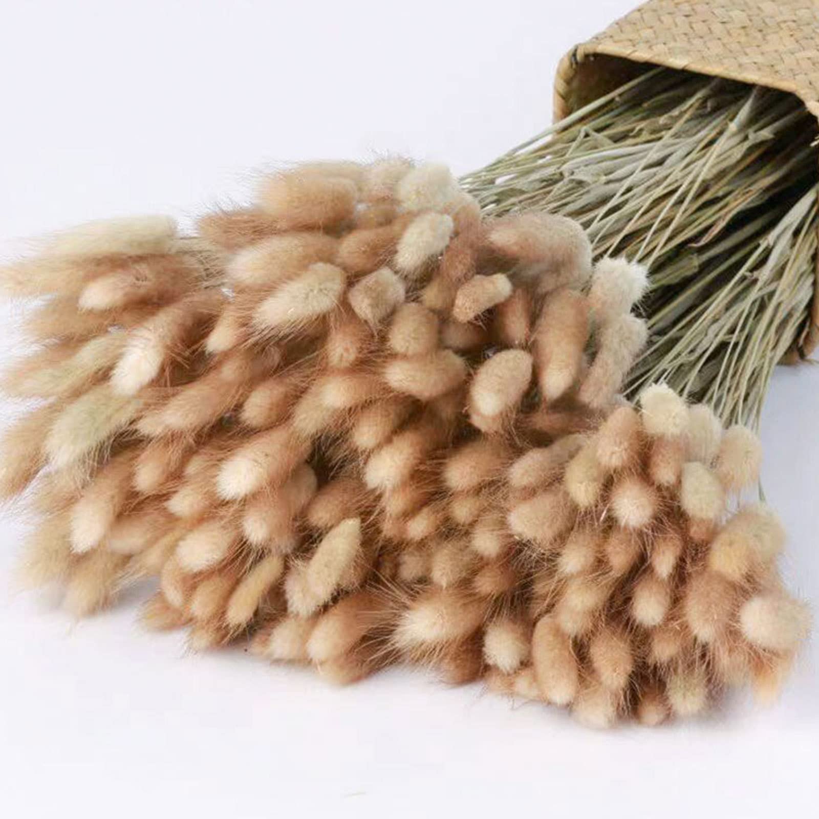 100 pièces Herbe de Pampa séchée de 50,8 cm de Haut. Herbe séchée de Fleur éternelle pour la décoration de la Maison de Mariage Arrangements Floraux Accessoires Photo, Couleur Primaire