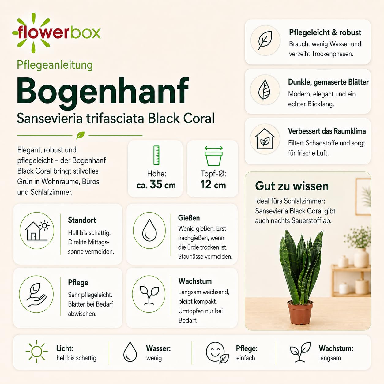Sansevière - Planta de interior de fácil cuidado, Sansevieria trifasciata Black Coral - Altura aprox. 35 cm, maceta de 12 cm de diámetro