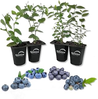 WekivaFoliage Blueberry Variety Pack: 4 Live Starter Plants for Juicy Berries & Stunning Landscape Foliage