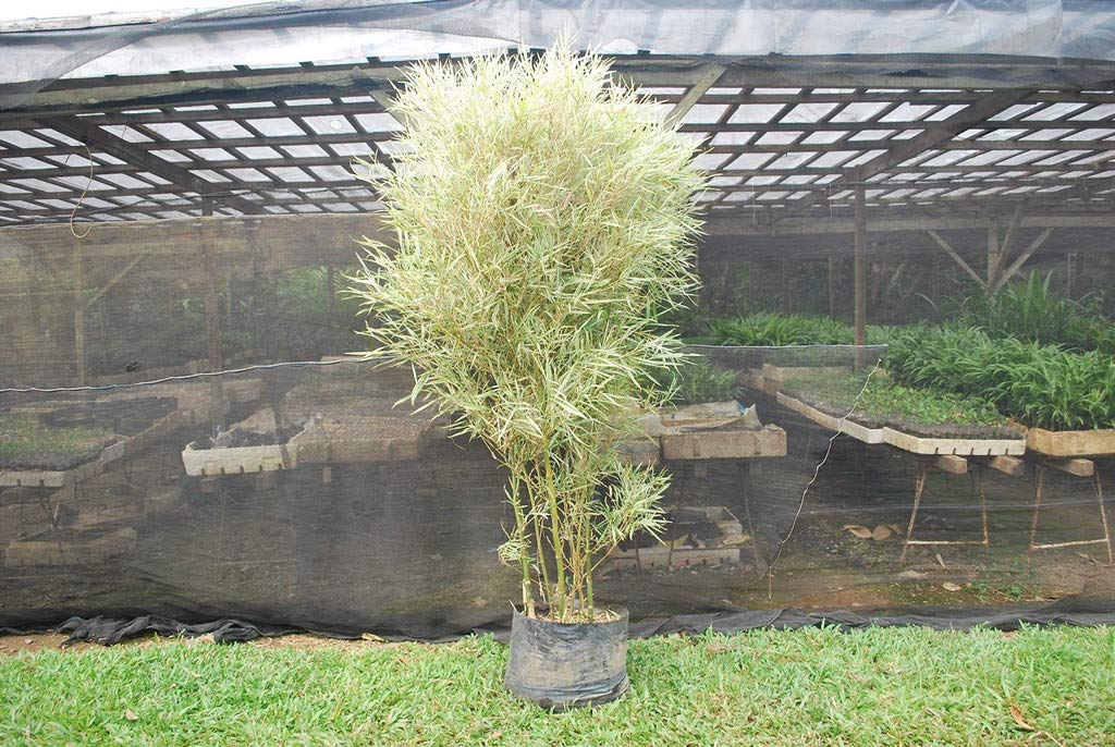 See full amazon price history chart for Creative Farmer Live Plant Bamboo Clumping Hedge Garden Plant(1 Healthy Live Plant) Creative Farmer Live Plant Bamboo Clumping Hedge Garden Plant(1 Healthy Live Plant) (B08Q8M8XNZ) Amazon Price History, Amazon Price Tracker