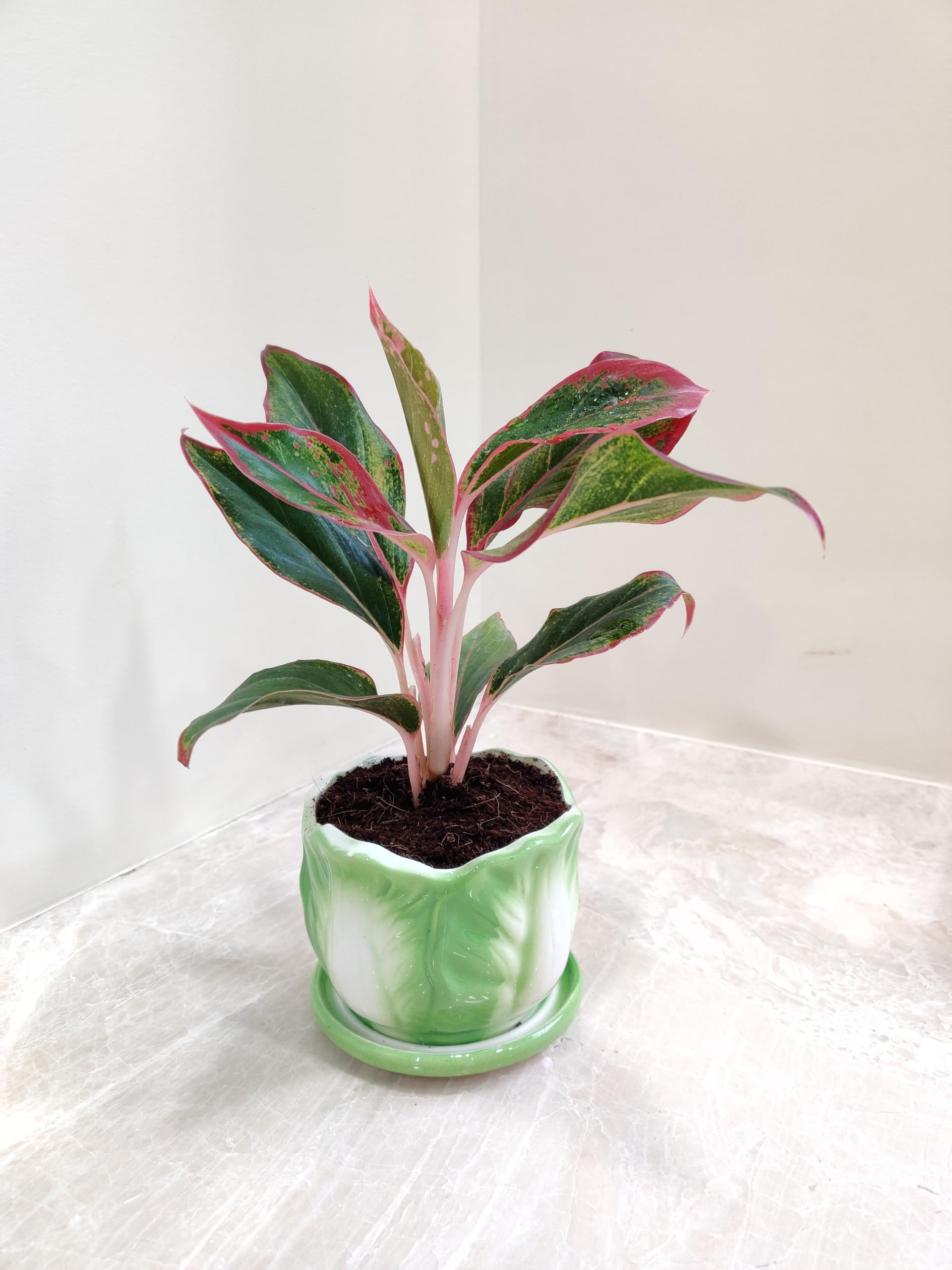 Aglaonema Lipstick Indoor Plant in Ceramic Pot | Low Maintenance, Home & Office Decor, Air Refreshing Plant, Variegated Foliage, Comes with Pot-image-6