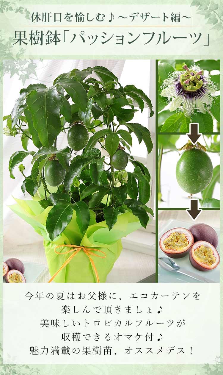 Amazon｜父の日 プレゼント ギフト 果樹鉢 パッションフルーツ 鉢植え