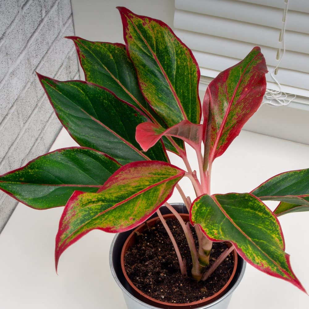 Aglaonema 'Crete' Stunning Chinese Low Maintenance Evergreen Indoor Houseplant 1 x 12cm Pot by Thompson & Morgan