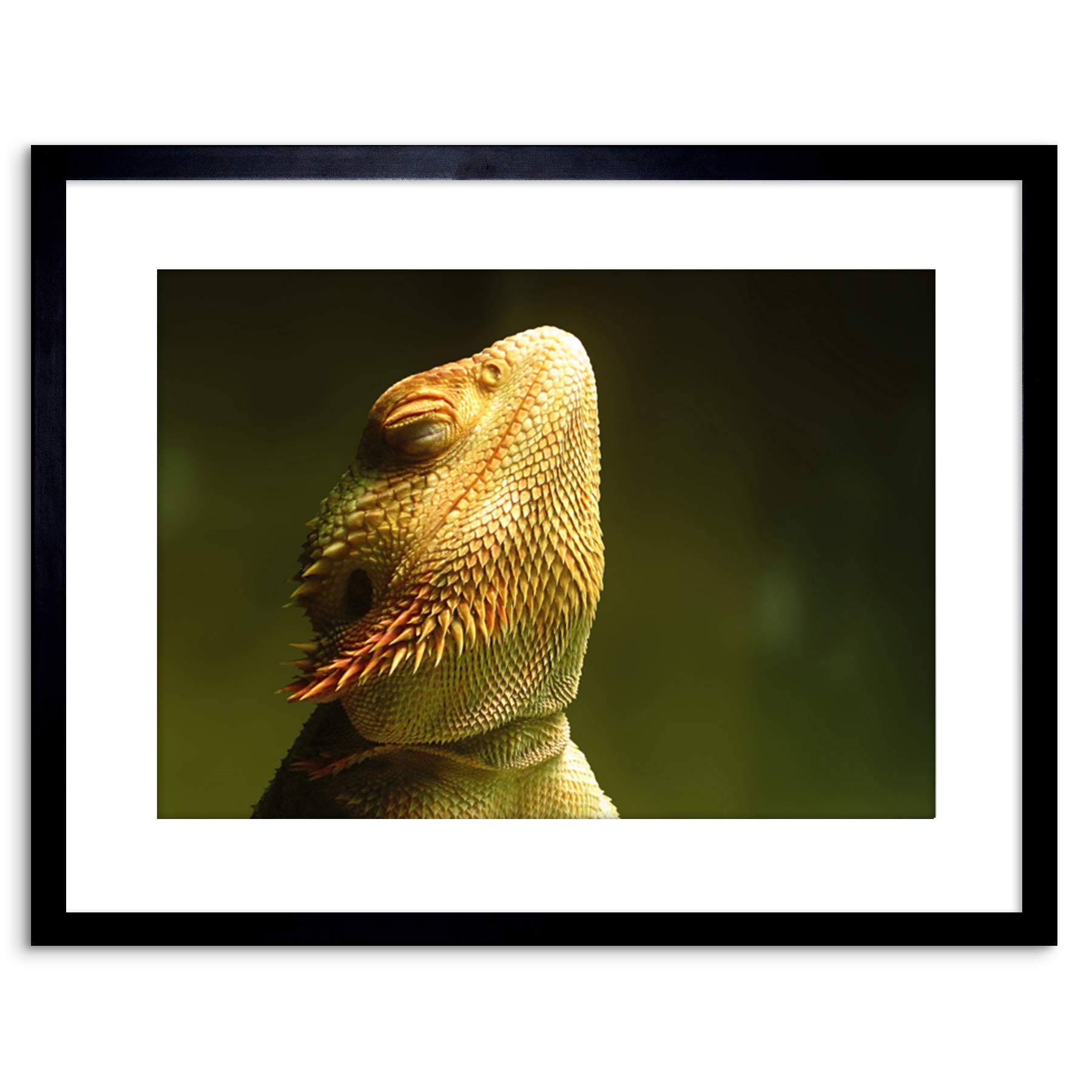 Wee Blue Coo ANIMAL PHOTO BEARDED DRAGON REPTILE FRAMED ART PRINT POSTER F97X11775