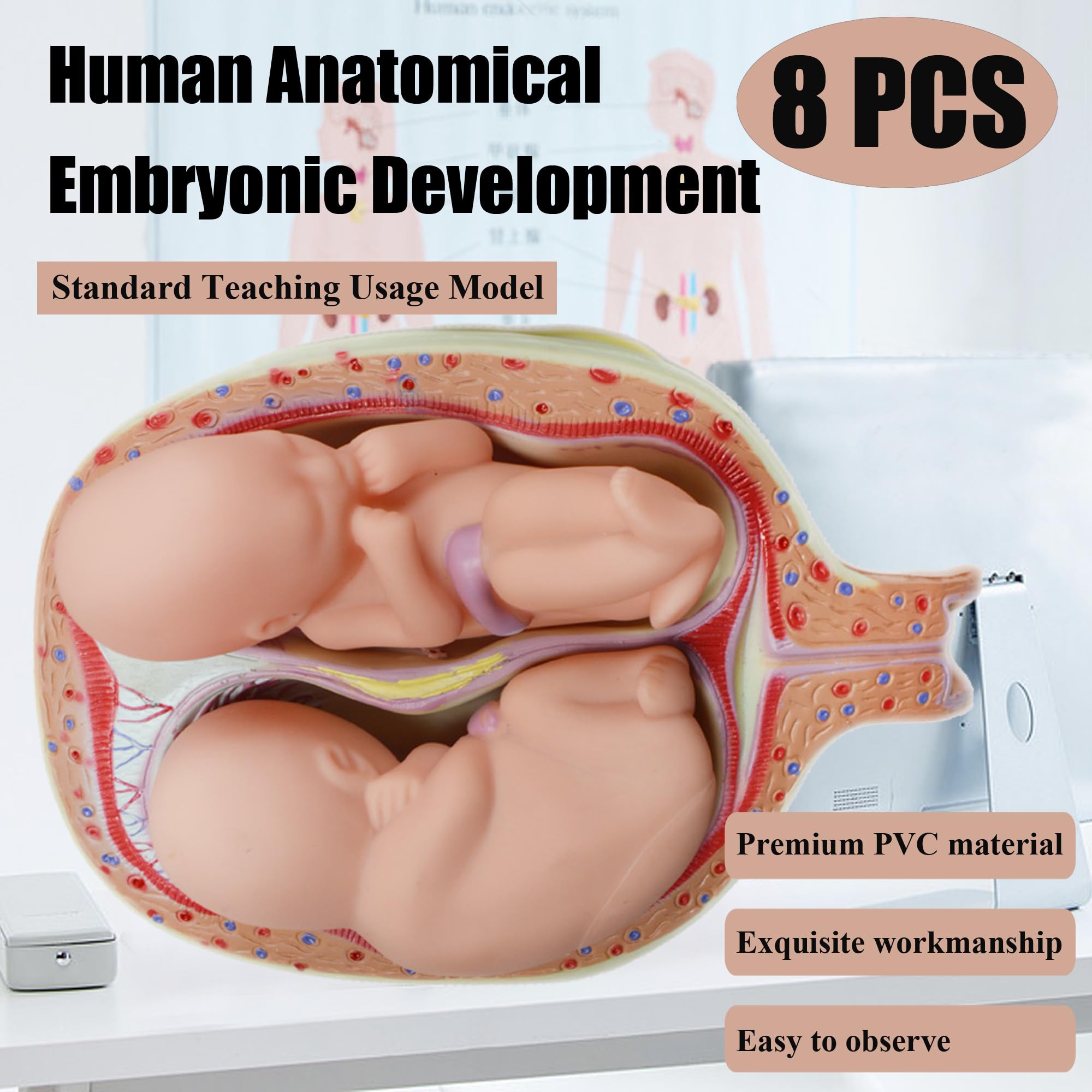 HQHAOTWU Embryo Model Human Embryonic Fetal Pregnancy Model 8 PCS Human Anatomical Embryonic Development for Educational Demonstration Training Removable Human Pregnancy Development Process Model