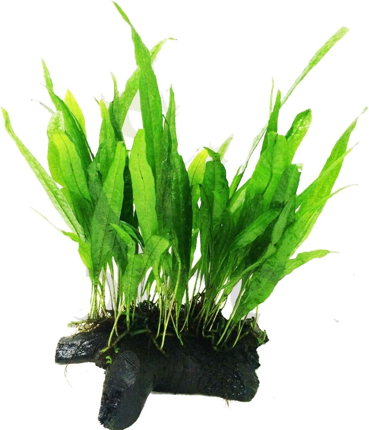 10 Java Fern Microsorium pteropus Live Aquarium Plants Aquatic Plants