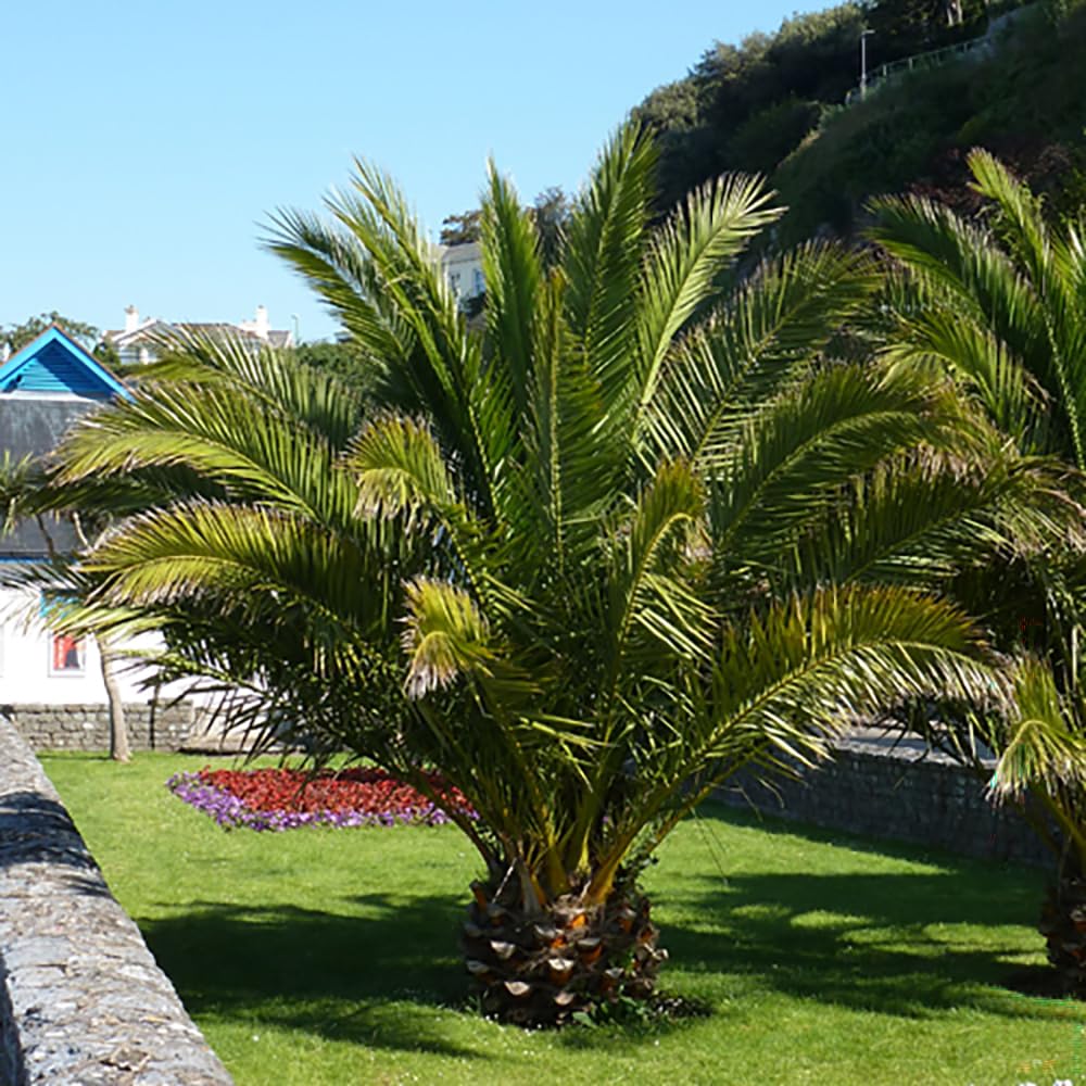 You Garden - Pair of Phoenix Palm Trees 55-75cm Plus 2 x 11' Infinity Planters - 2 Garden Ready Mediterranean Plants - Indoor & Outdoor Plants with Decorative Pots