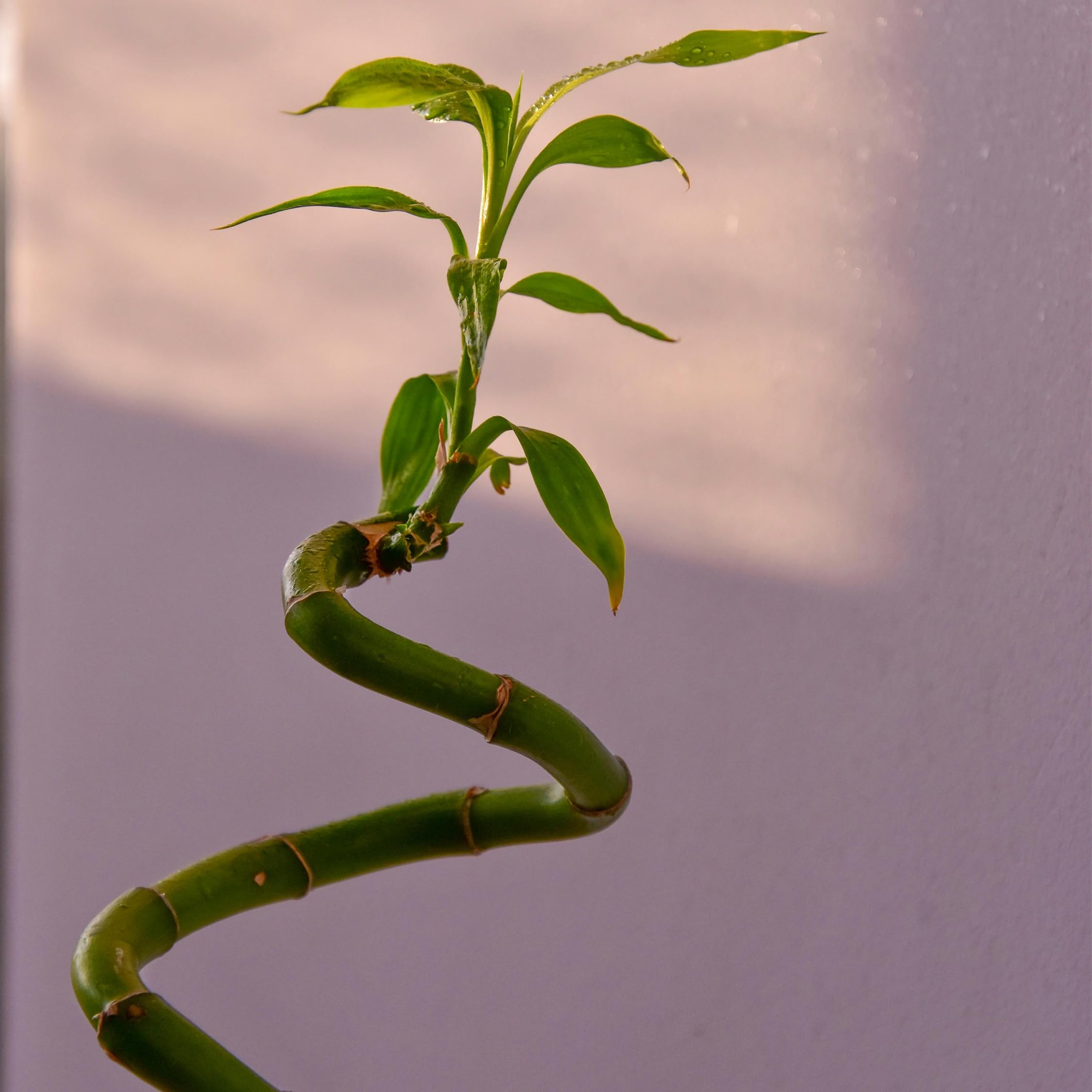 Plant in a Box - Dracaena sanderiana - Set de 12 - Lucky Bamboo - Plante de bambou porte-bonheur véritable - Hauteur 40-50cm